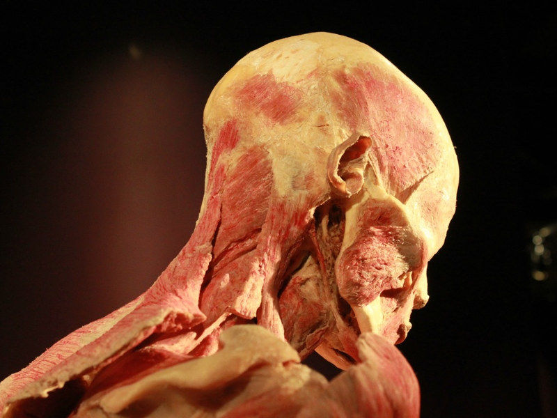 Sobre Exposição “O Corpo Humano como nunca o viu…” encerrou